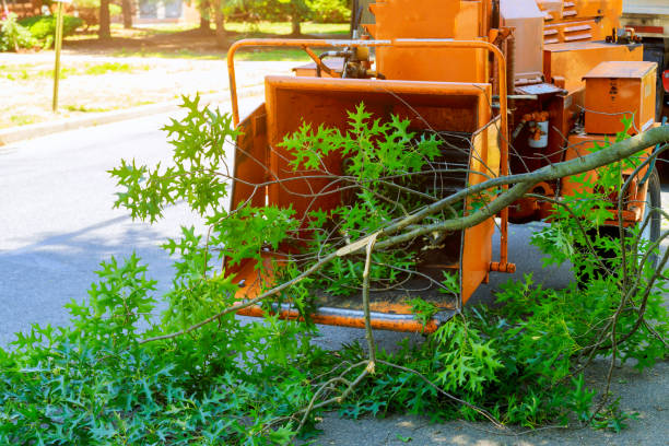 Professional Tree Service in Sunny Isles Beach, FL